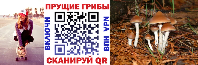 Псилоцибиновые грибы Magic Shrooms  мега сайт  Вязьма  как найти закладки 